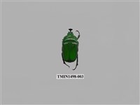 藏品(臺灣扇角金龜)的圖片